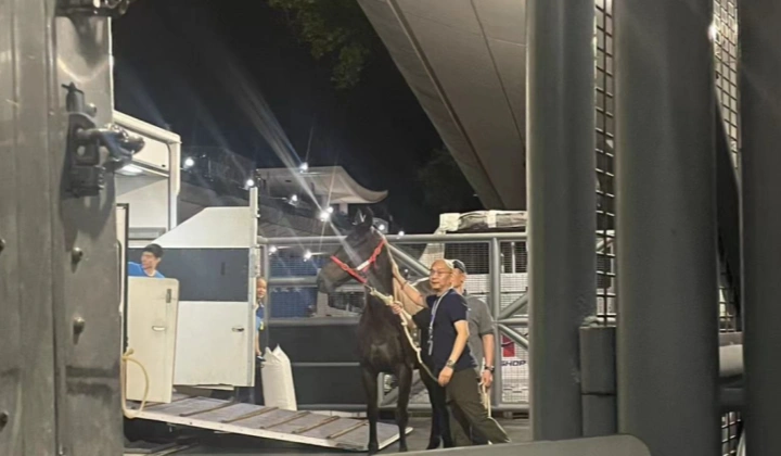 Horse Air Transport (Hong Kong → Paris)
