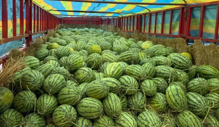 Beyond Logistics: BSI Supports Local Farmers Through a Community Initiative